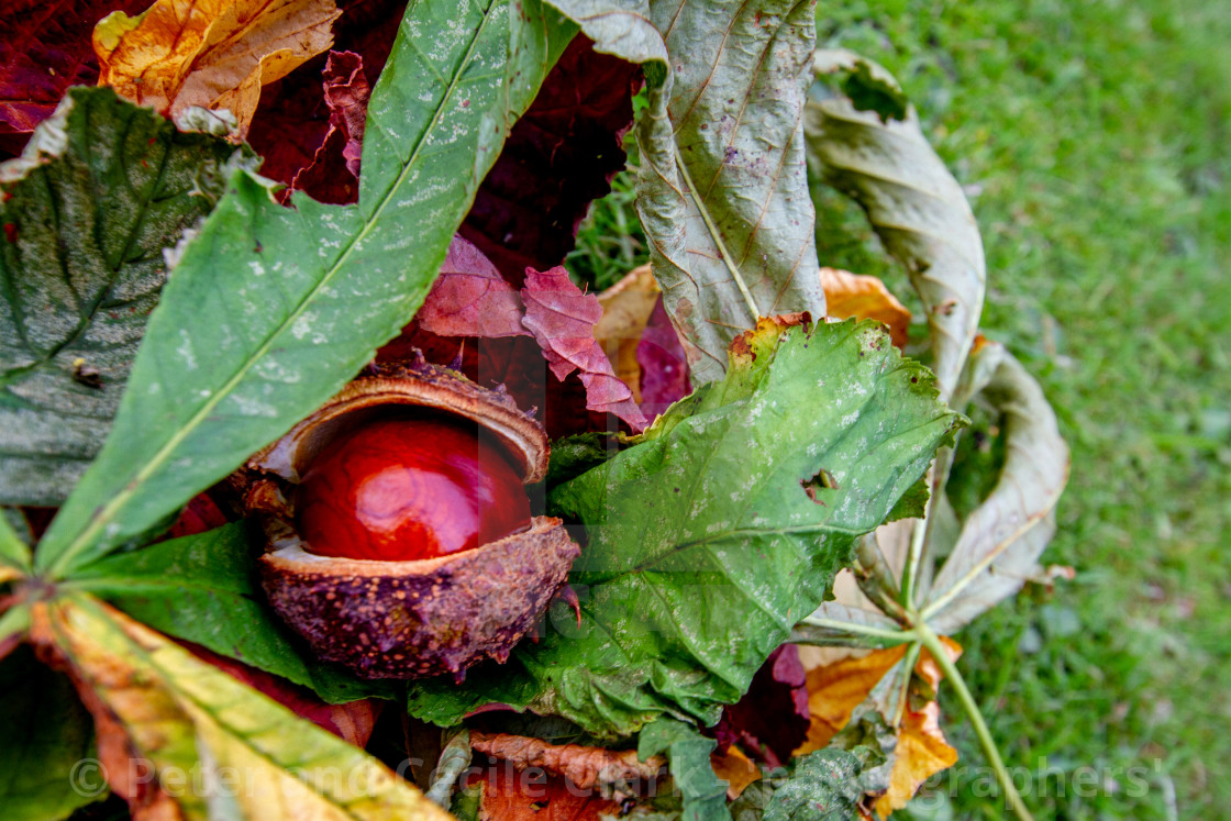 "Conker fallen from Horse Chestnut Tree onto a bed of Leaves in Ilkley Memorial Garden, Yorkshire, England" stock image