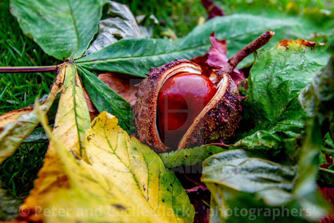 "Conker fallen from Horse Chestnut Tree onto a bed of Leaves in Ilkley Memorial Garden, Yorkshire, England" stock image