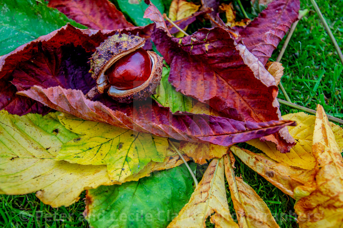 "Conker fallen from Horse Chestnut Tree onto a bed of Leaves in Ilkley Memorial Garden, Yorkshire, England" stock image