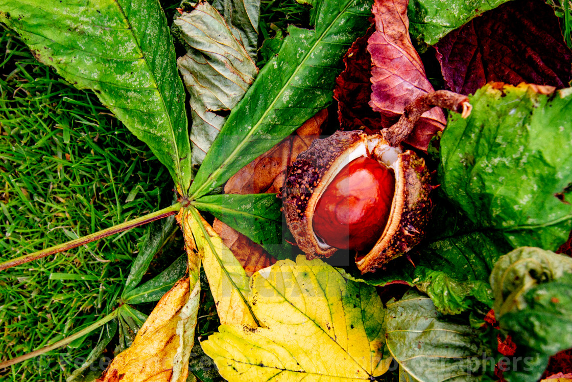 "Conker fallen from Horse Chestnut Tree onto a bed of Leaves in Ilkley Memorial Garden, Yorkshire, England" stock image