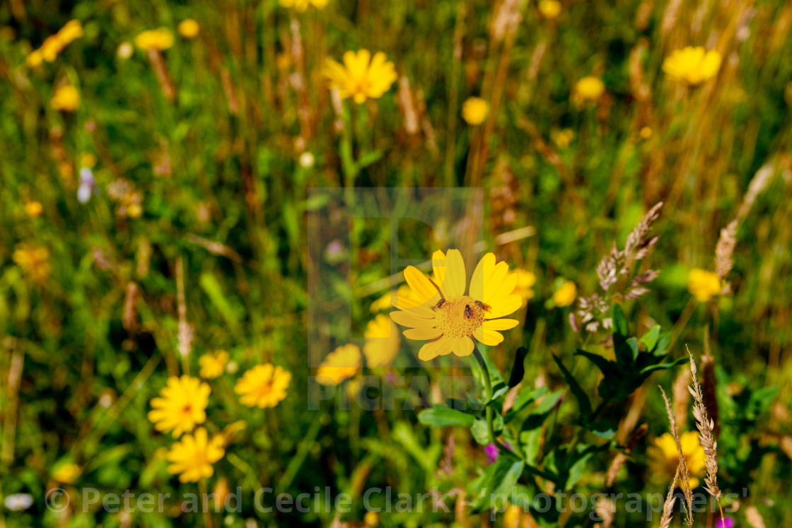 "Wild Flower and Grass Foliage Background." stock image