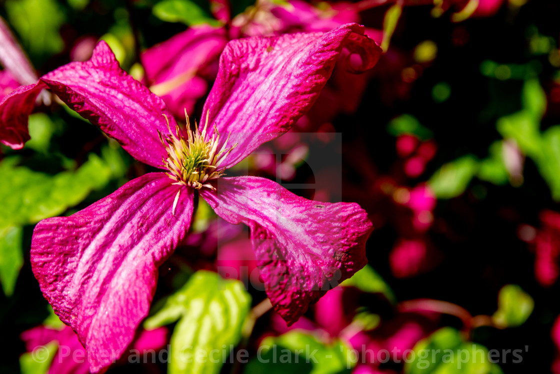 "Clematis Abundance (Viticella Group) a Deciduous Climber." stock image