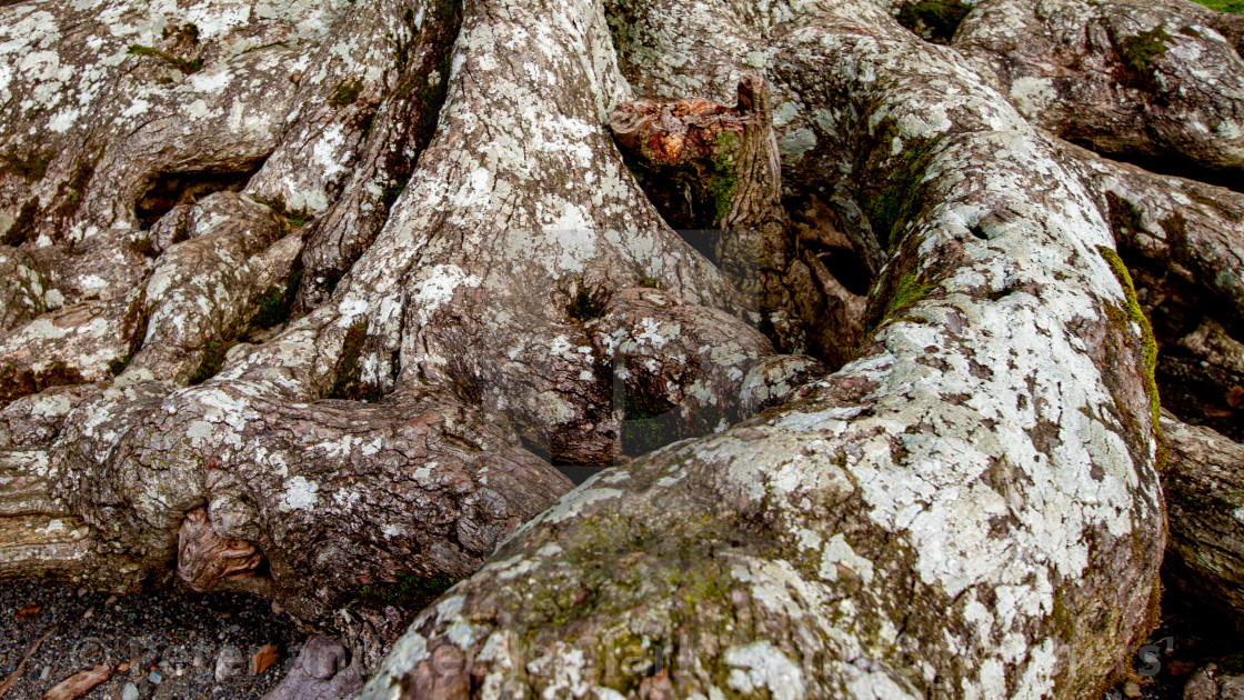 "Exposed Tree Roots" stock image