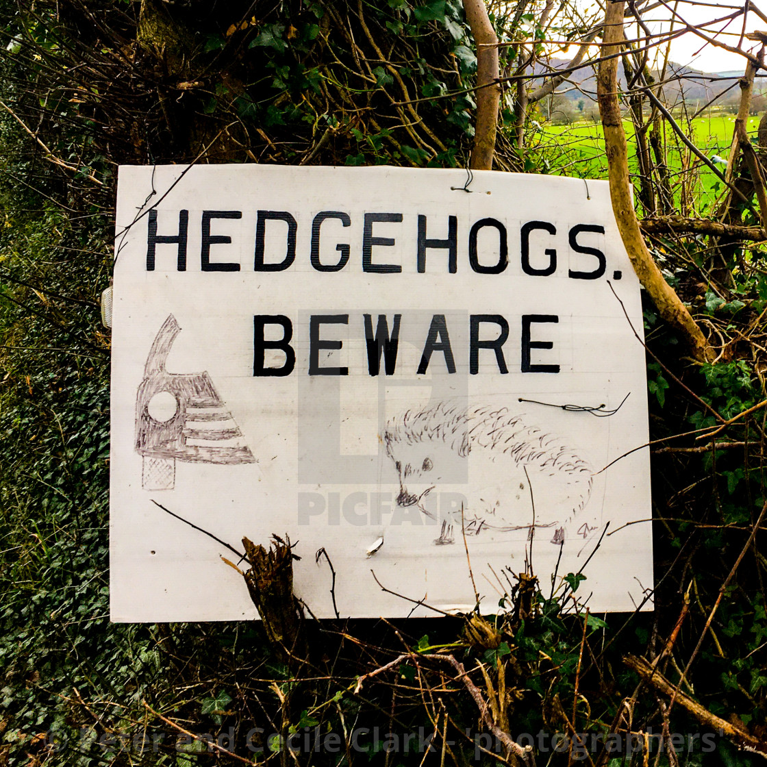 "Hedgehogs Beware Warning Sign on Rural Road." stock image