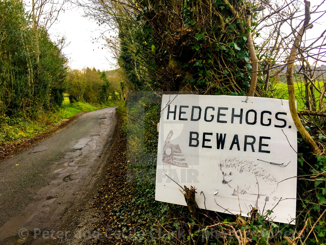 "Hedgehogs Beware Warning Sign on Rural Road." stock image