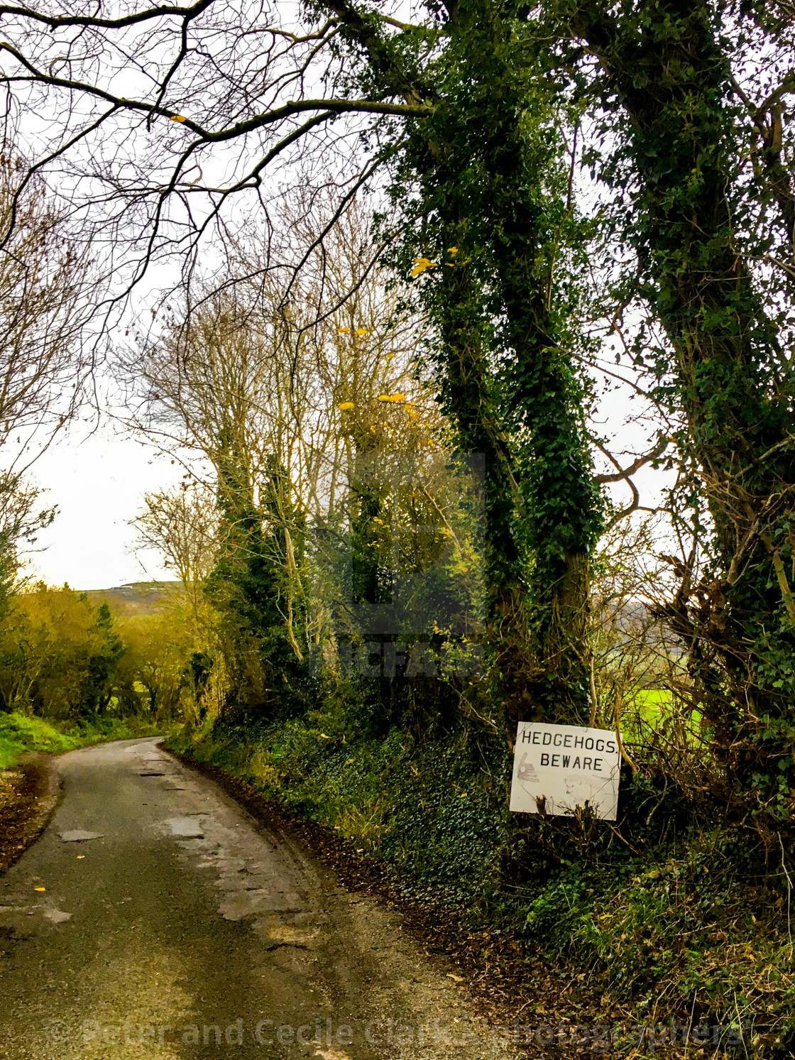 "Hedgehogs Beware Warning Sign on Rural Road." stock image