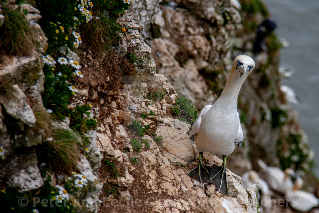 "Seabird, Gannet Perched on Cliffs at the Bempton Cliffs RSPB Reserve on the Yorkshire Coast, England." stock image