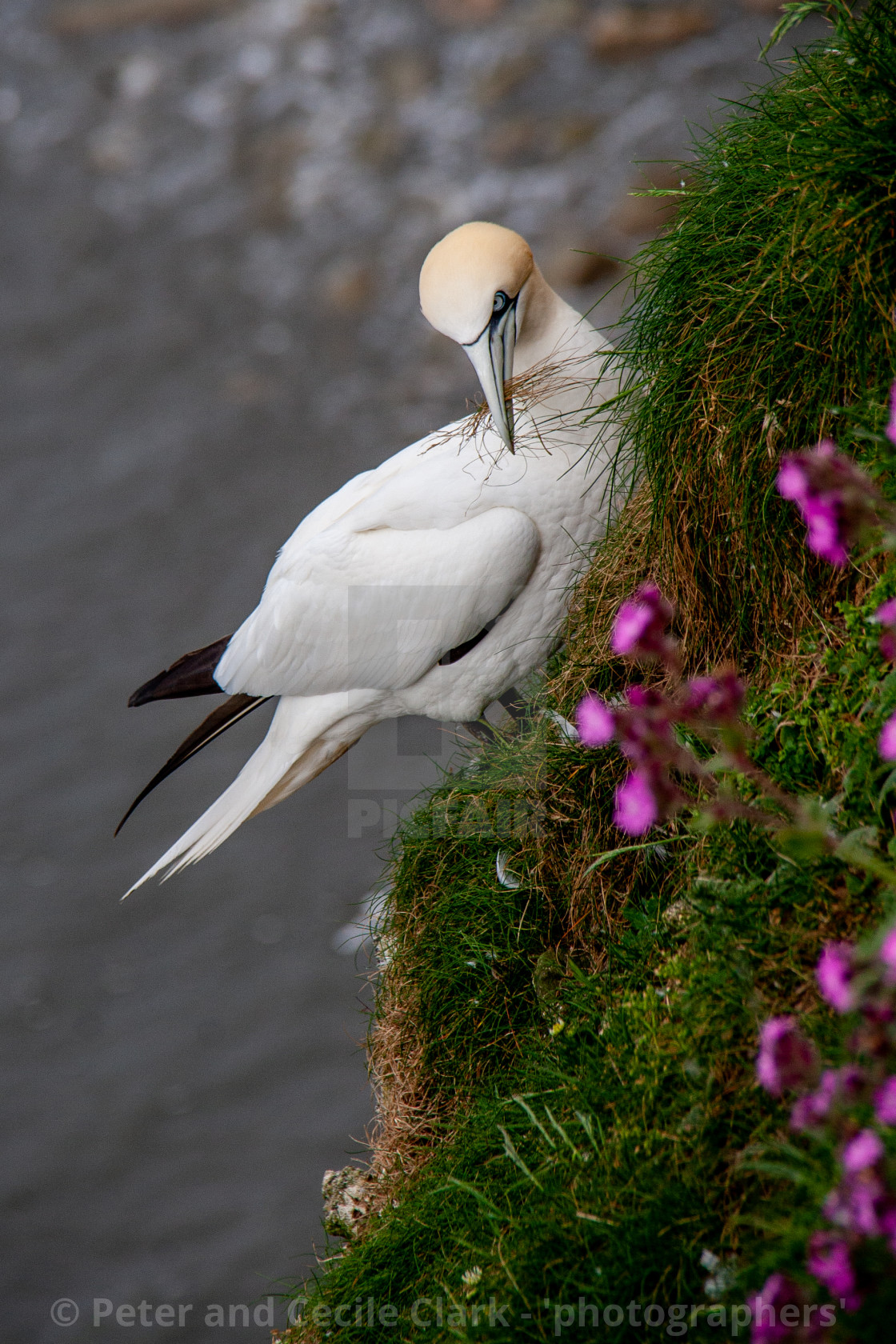 "Seabird, Gannet Perched on Cliffs at the Bempton Cliffs RSPB Reserve on the Yorkshire Coast, England." stock image