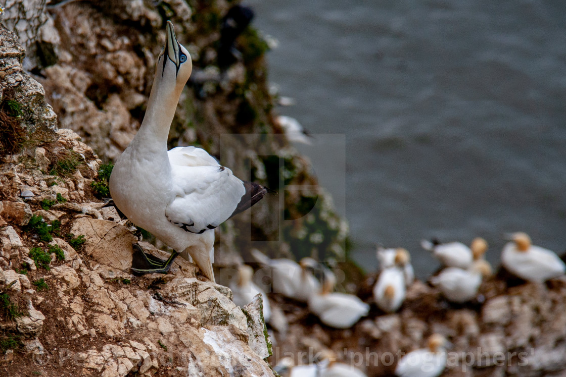 "Seabird, Gannet Perched on Cliffs at the Bempton Cliffs RSPB Reserve on the Yorkshire Coast, England." stock image