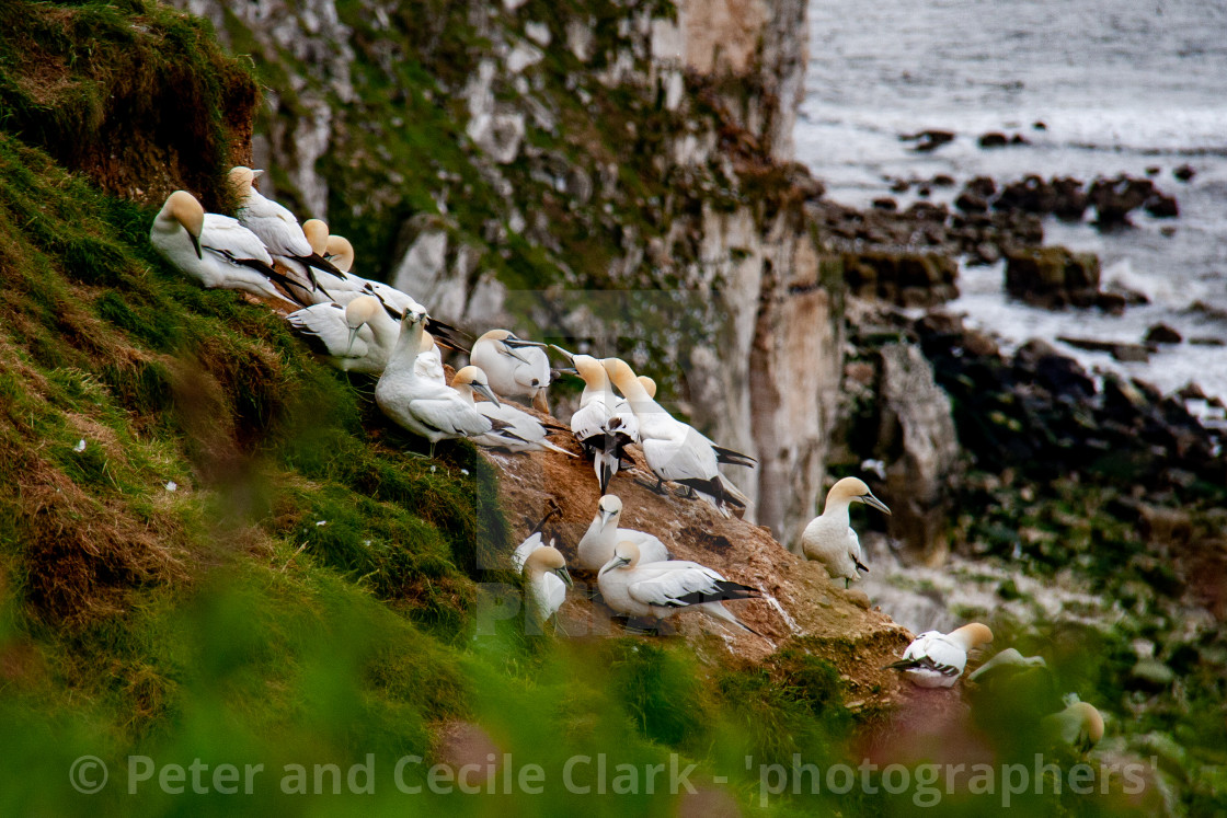 "Seabird, Gannet Colony Perched on Cliffs at the Bempton Cliffs RSPB Reserve on the Yorkshire Coast, England." stock image