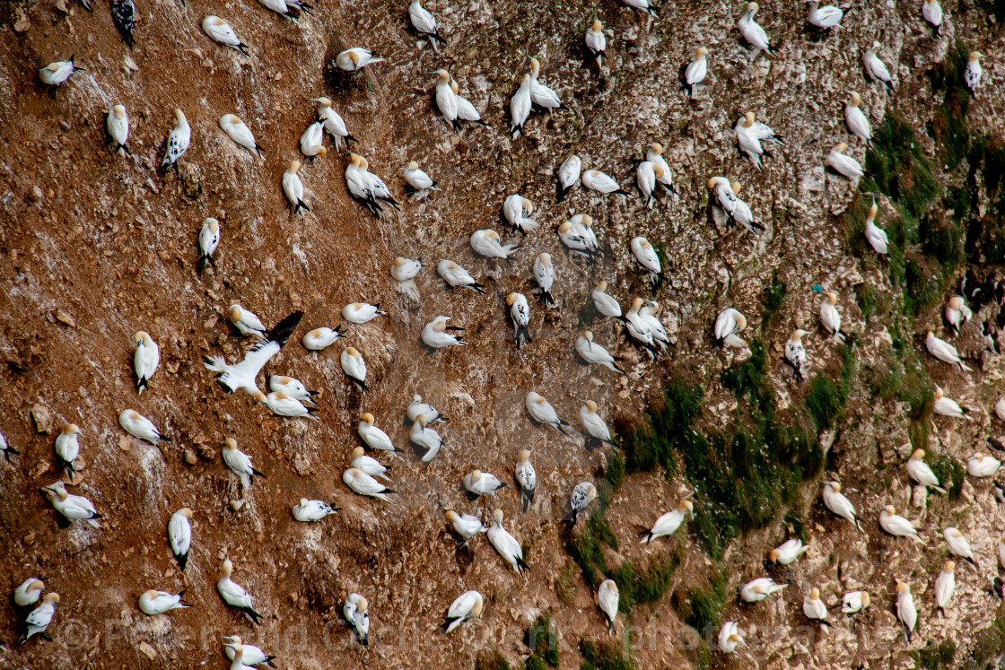 "Seabird, Gannet Colony Perched on Cliffs at the Bempton Cliffs RSPB Reserve on the Yorkshire Coast, England." stock image