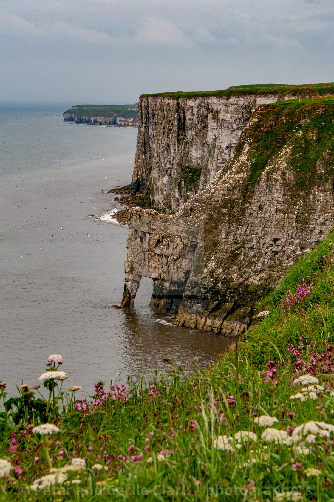 "Spectacular Bempton Cliffs, Yorkshire, England" stock image