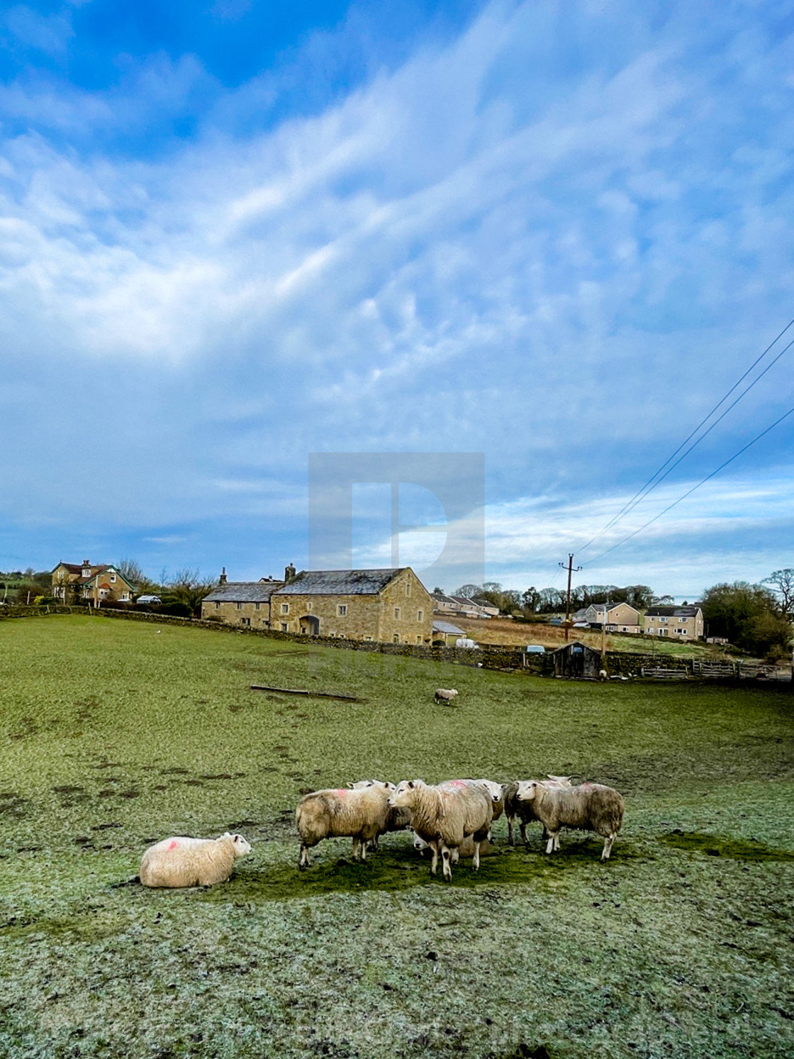 "Sheep Flock on a Frosty Morning in a Silsden Field, Yorkshire." stock image