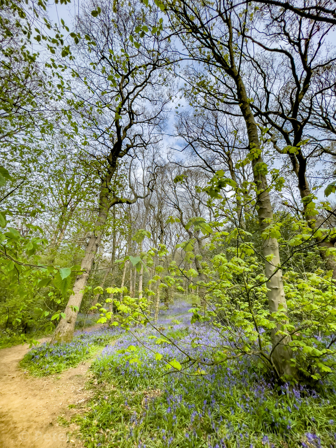 "Bluebells in Middleton Woods, Ilkley, Yorkshire." stock image