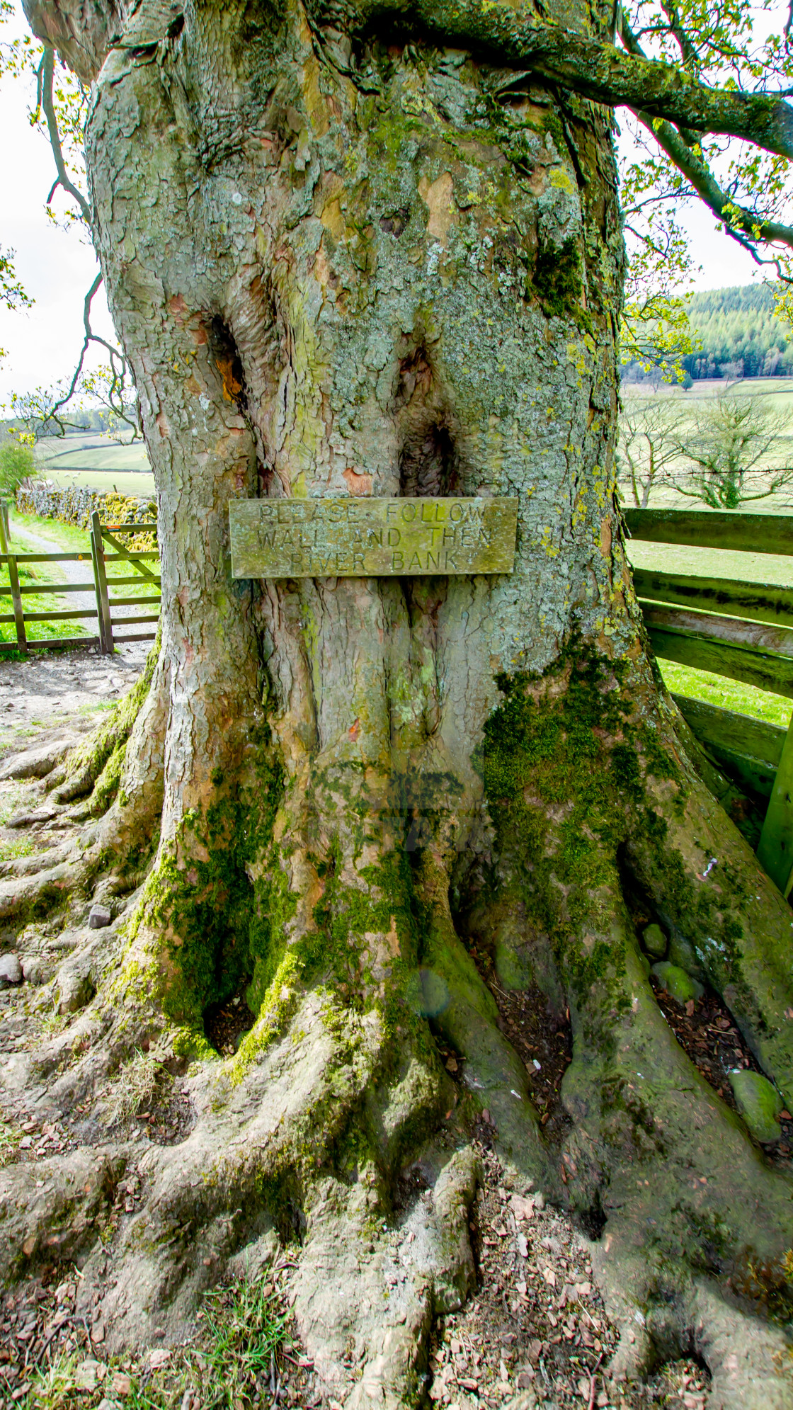 "Dales Way Walk, Instruction Sign on Tree Trunk Near Burnsall, Yorkshire." stock image