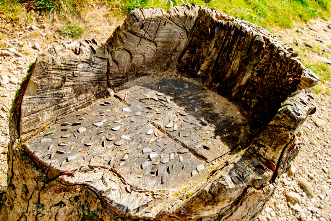 "Dales Way Footpath, Seat carved in Tree Trunk, next to River Wharfe, Yorkshire Dales." stock image