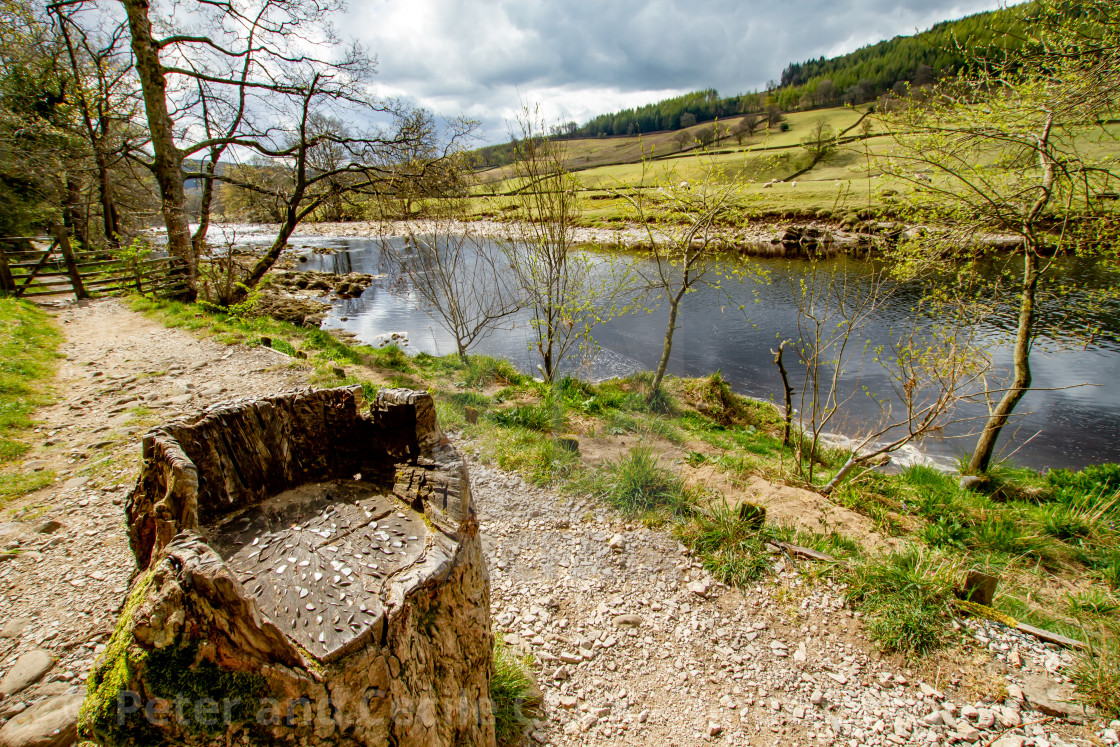 "Dales Way Footpath, Seat carved in Tree Trunk, next to River Wharfe, Yorkshire Dales." stock image