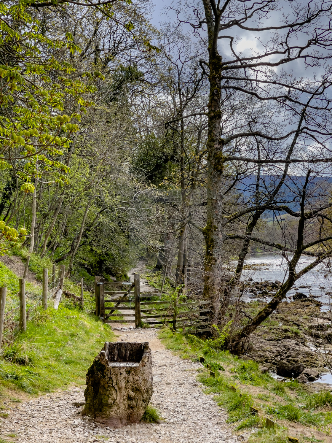 "Dales Way Footpath, Seat carved in Tree Trunk, next to River Wharfe, Yorkshire Dales." stock image