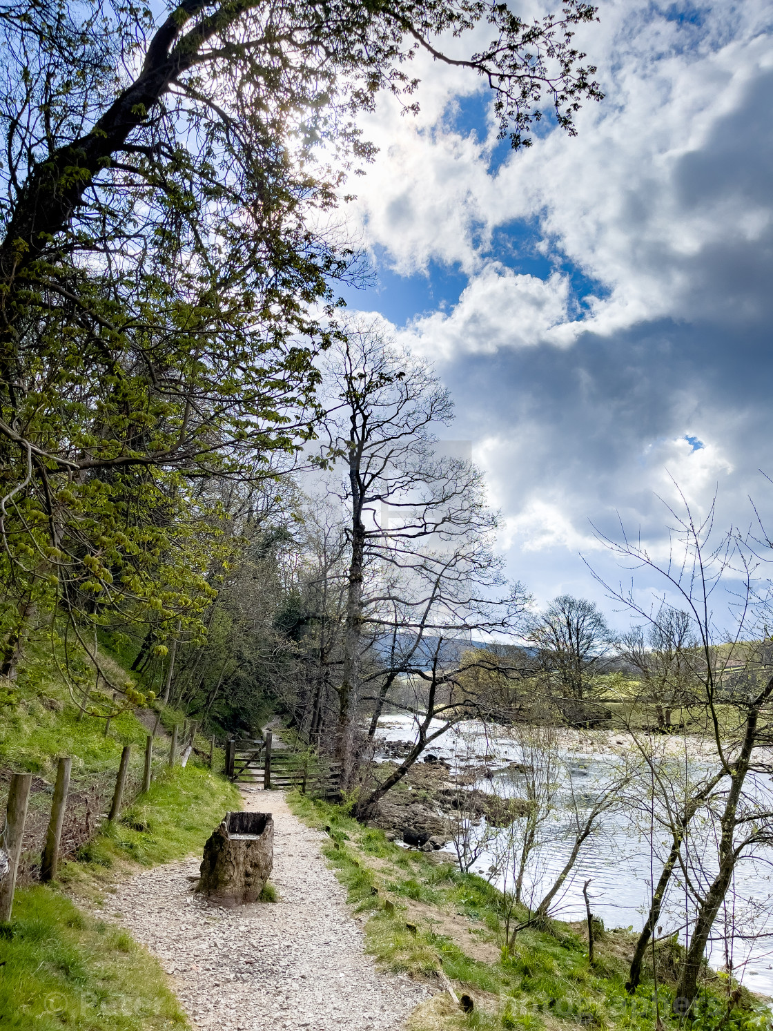 "Dales Way Footpath, Seat carved in Tree Trunk, next to River Wharfe, Yorkshire Dales." stock image