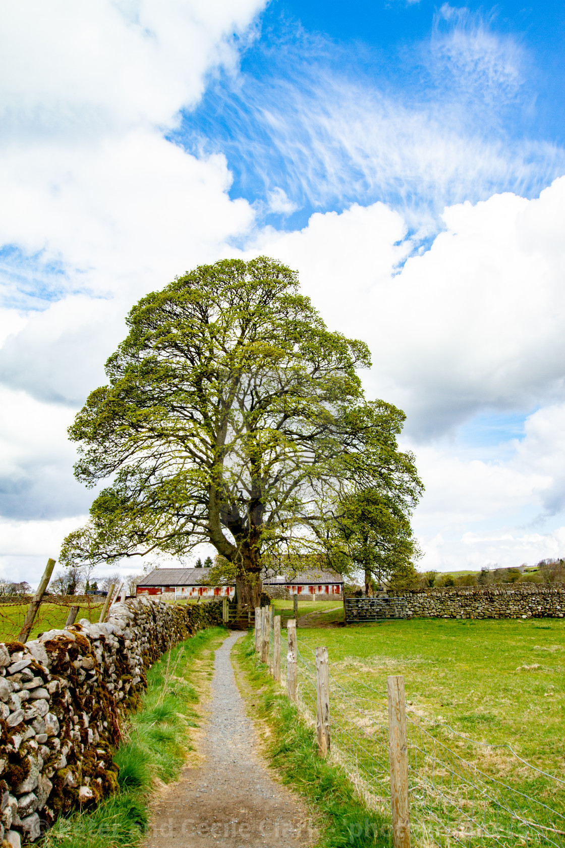 "Dales Way Footpath near Burnsall, Yorkshire Dales." by Peter and Cecile Clark - 'photographers' - $8.84 "Dales Way Footpath near Burnsall, Yorkshire Dales." stock image