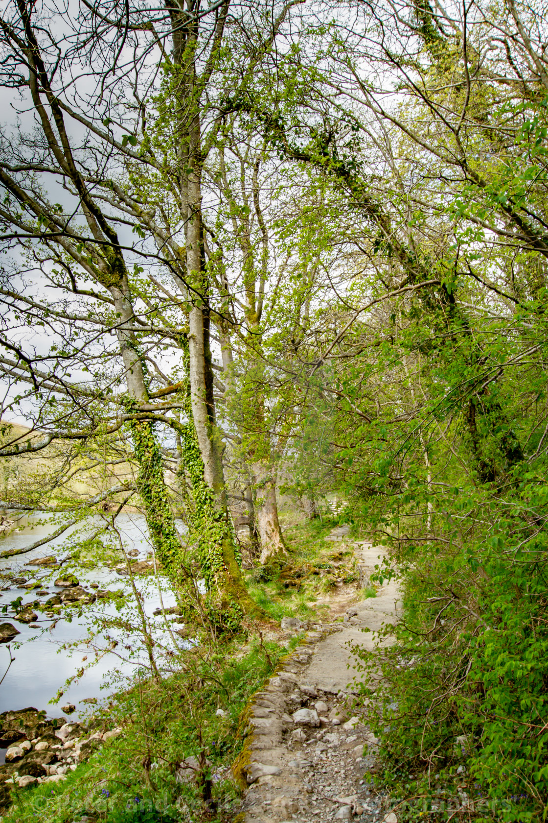 "Dales Way Footpath. Next to River Wharfe near Burnsall, Yorkshire Dales." stock image