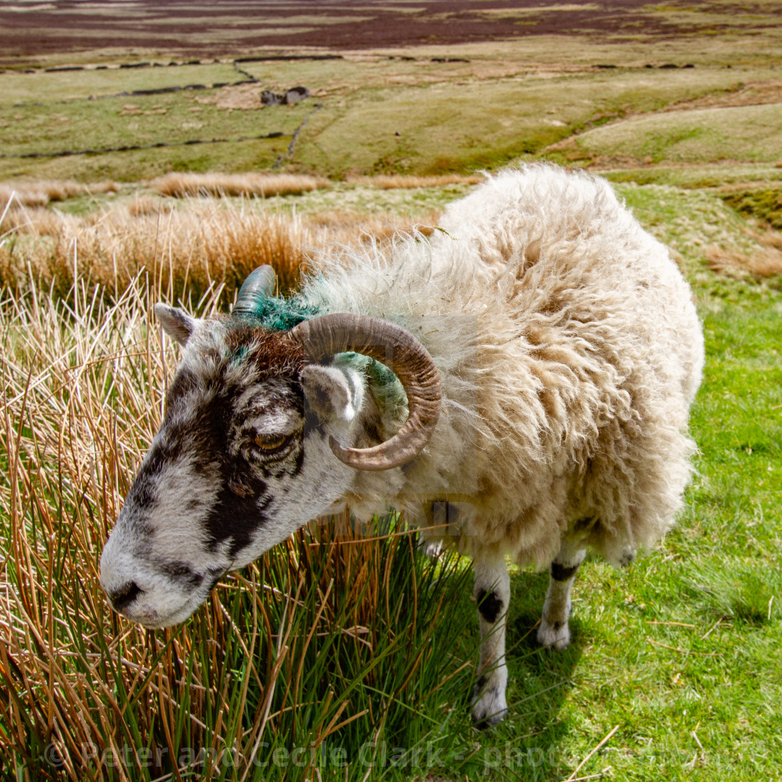 "Swaledale Sheep on Haworth Moor, Bronte Country." stock image