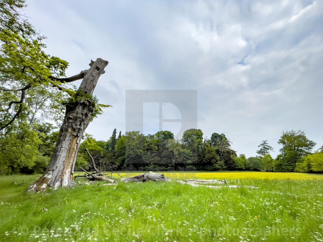 "Meadow next to River Swale, Richmond, North Yorkshire." stock image