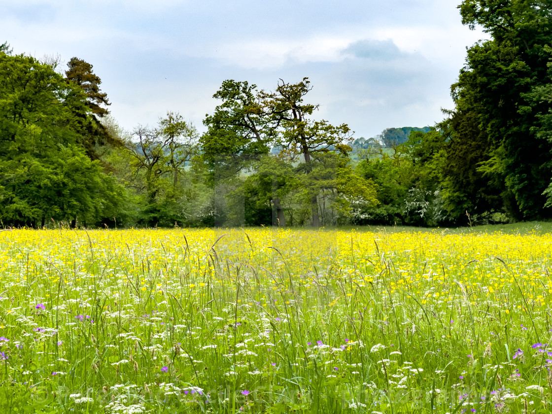 "Meadow next to River Swale, Richmond, North Yorkshire." stock image