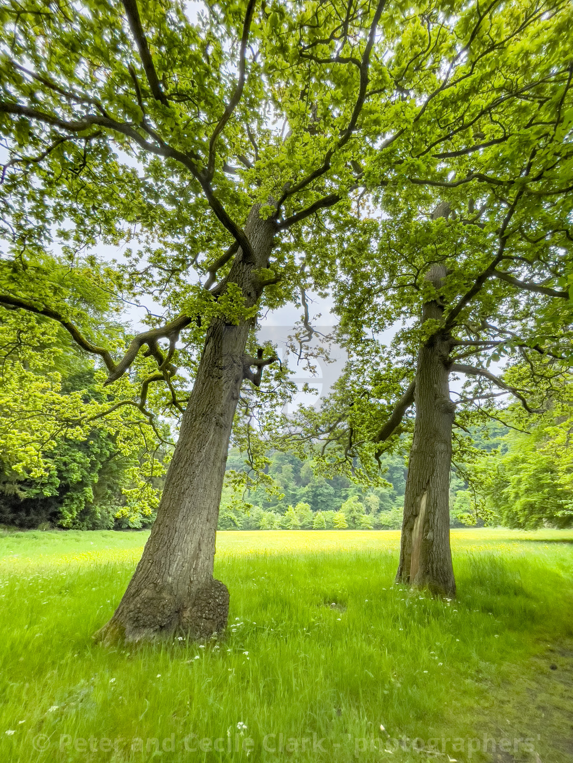 "Meadow next to River Swale, Richmond, North Yorkshire." stock image