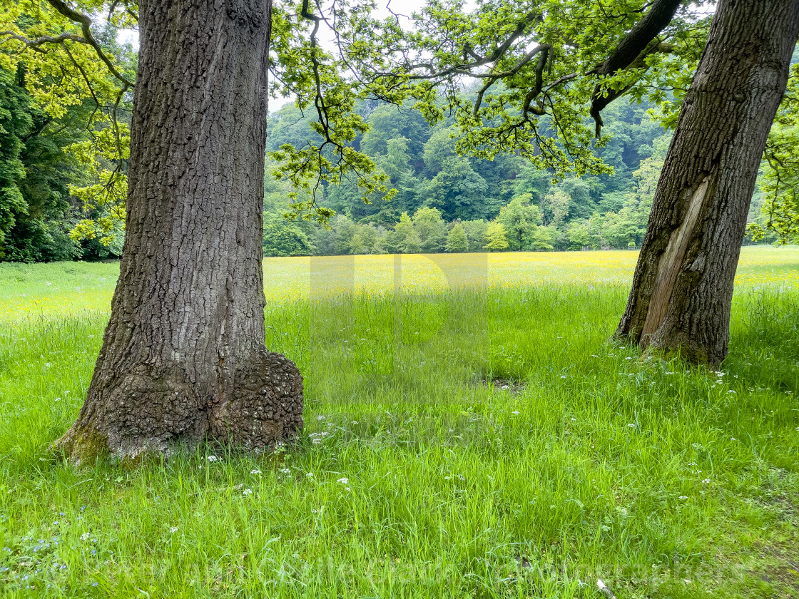 "Meadow next to River Swale, Richmond, North Yorkshire." stock image