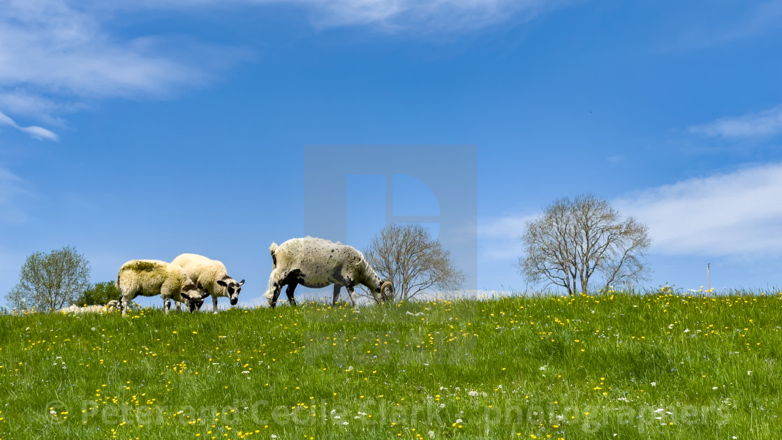 "Sheep Grazing in Swaledale Meadow." stock image