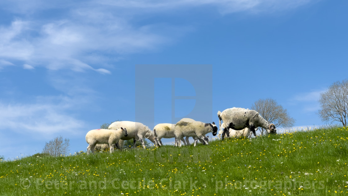 "Sheep Grazing in Swaledale Meadow." stock image