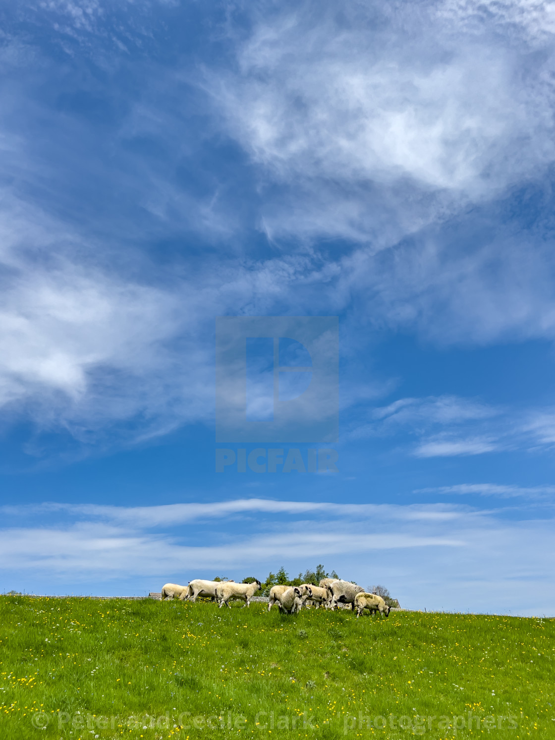 "Sheep Grazing in Swaledale Meadow." stock image