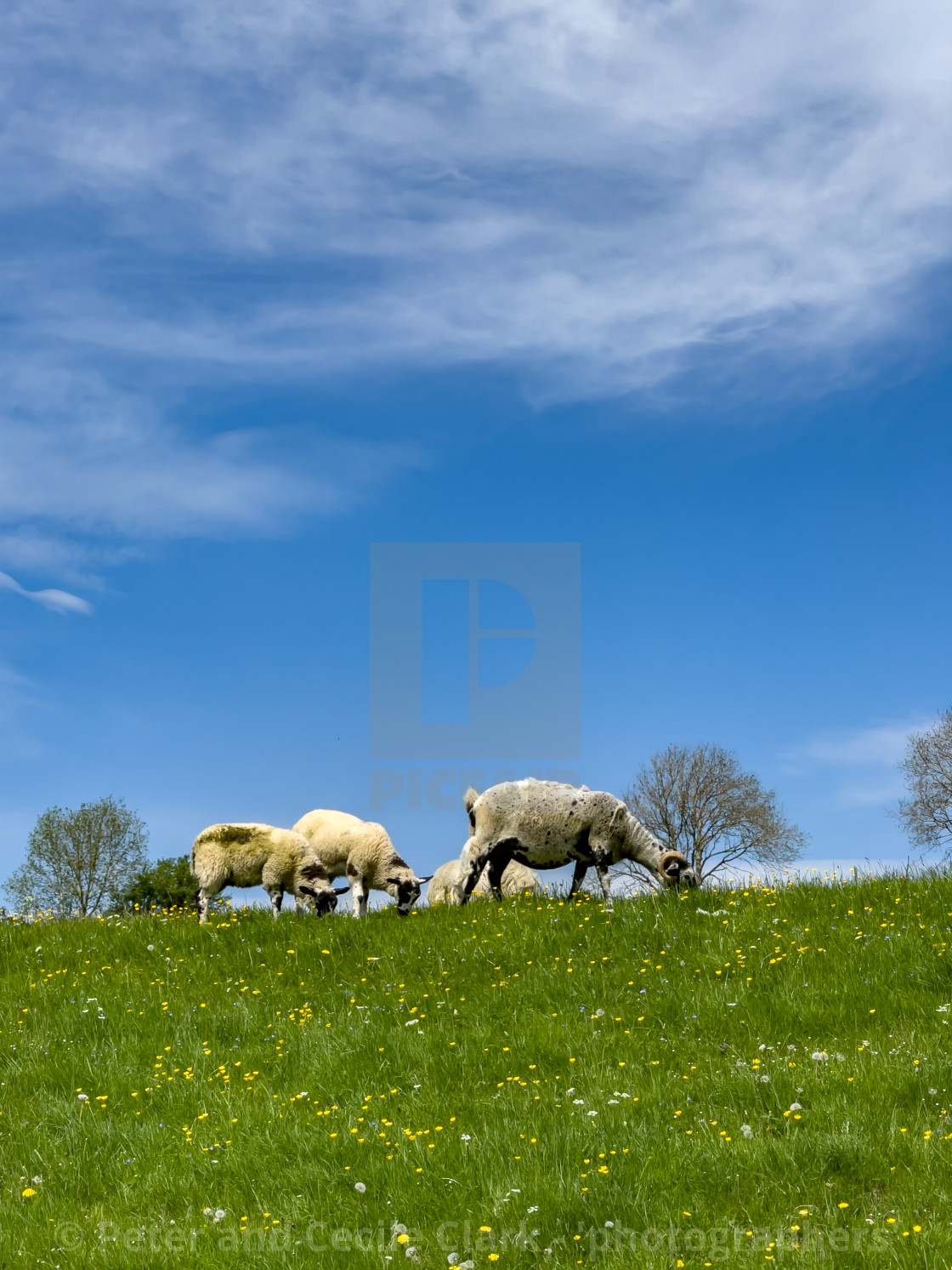 "Sheep Grazing in Swaledale Meadow." stock image