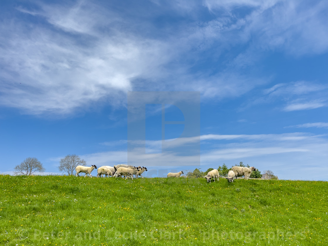 "Sheep Grazing in Swaledale Meadow." stock image