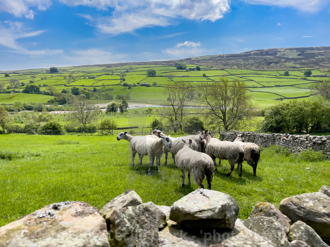 "Sheep in Swaledale Meadow." by Peter and Cecile Clark - 'photographers' - $19.05 "Sheep in Swaledale Meadow." stock image