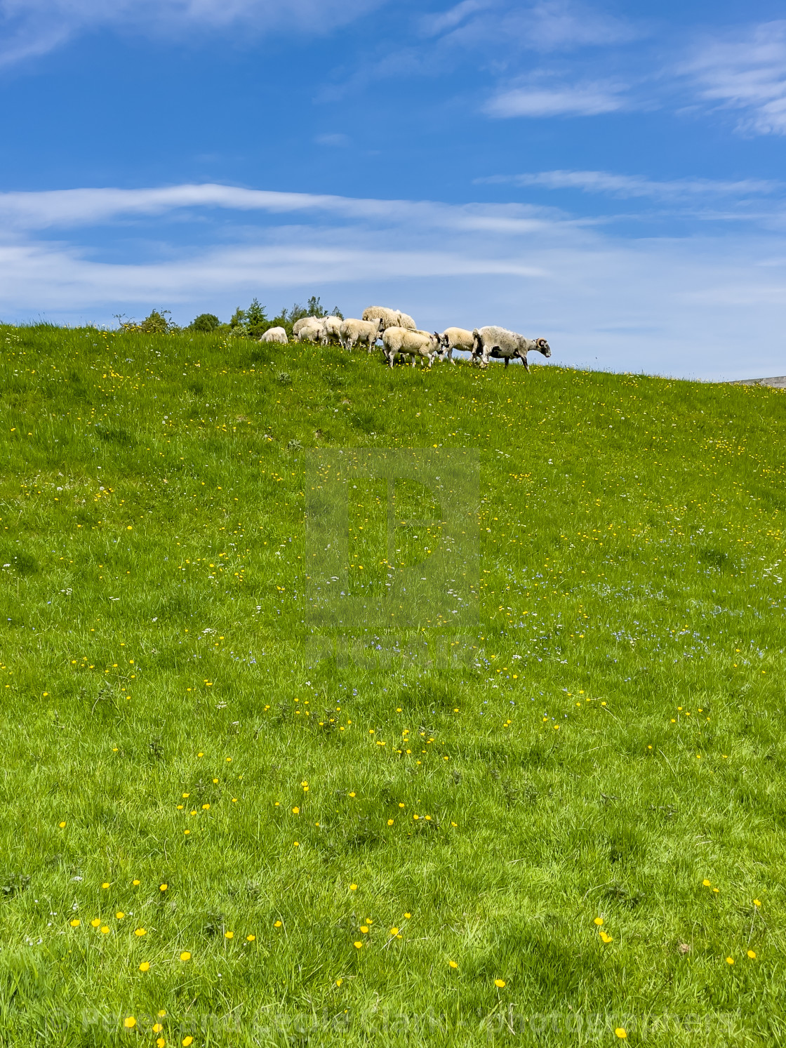 "Sheep Grazing in Swaledale Meadow." stock image