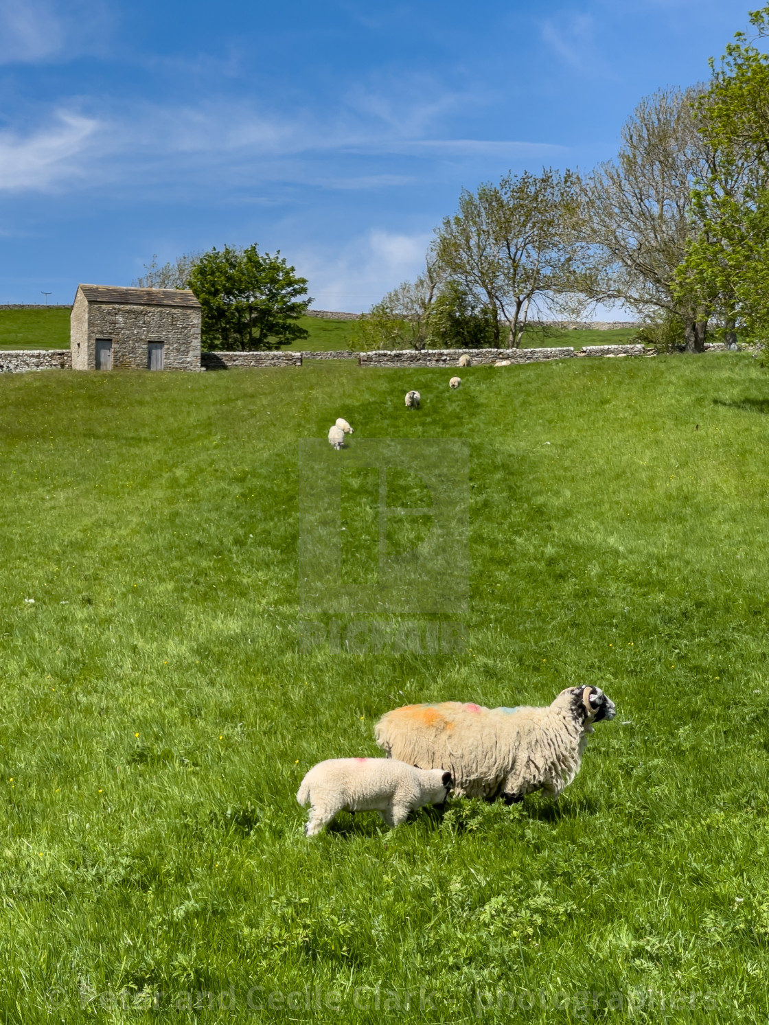 "Sheep and Lamb in Sunshine on Swaledale Meadow" stock image