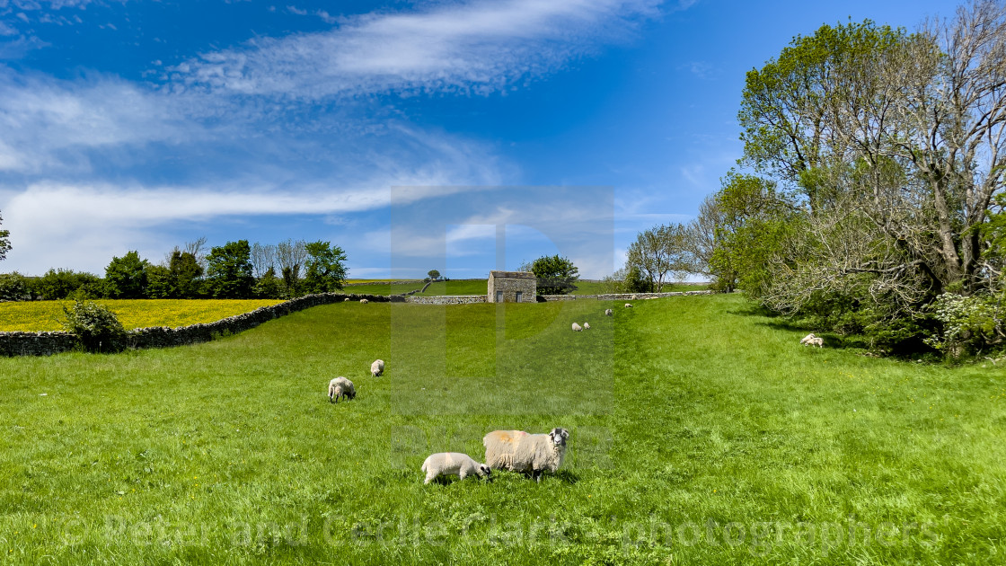 "Sheep and Lamb in Sunshine on Swaledale Meadow" stock image