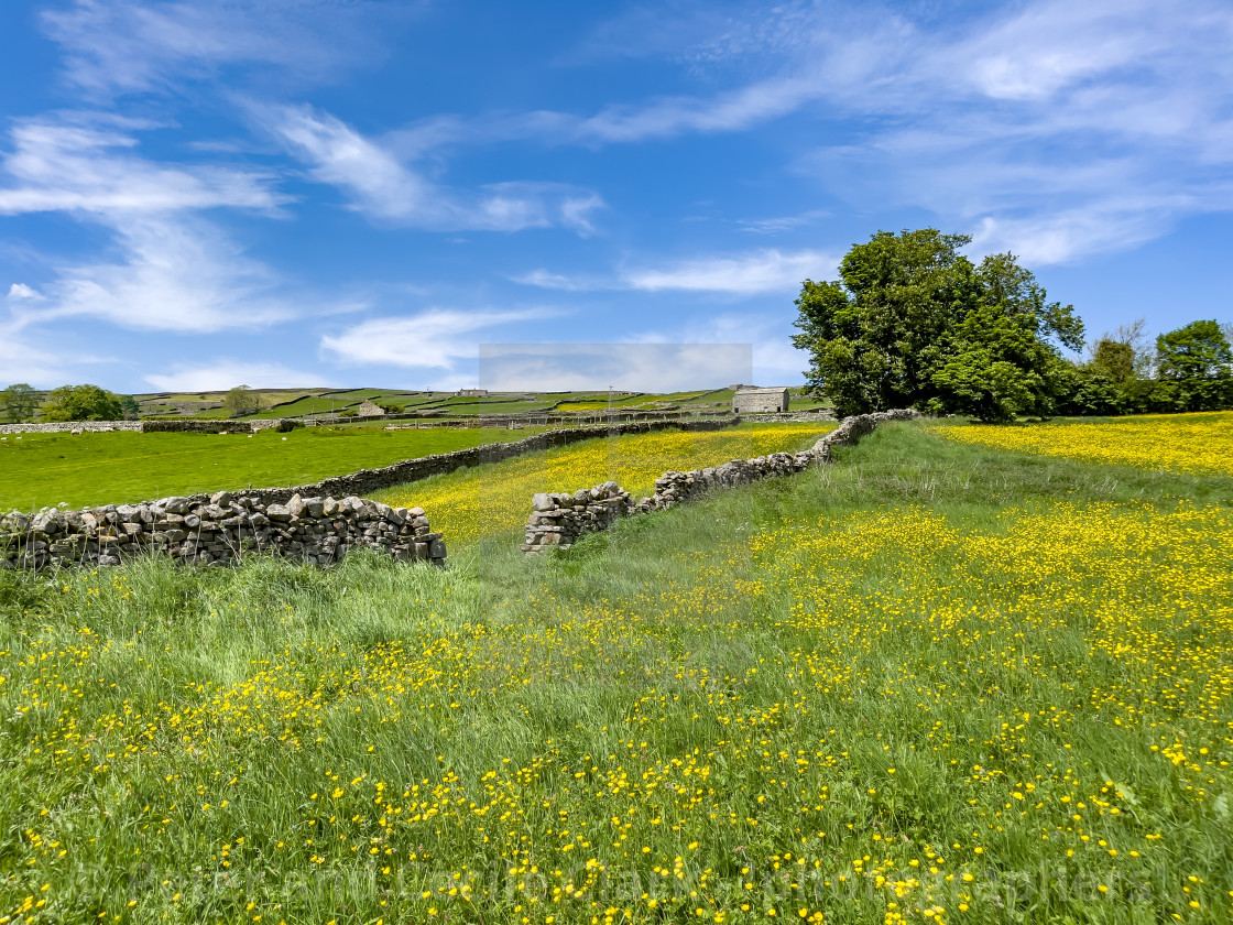 "Swaledale Wild Flower Meadow and Field Barn near Reeth." by Peter and Cecile Clark - 'photographers' - $19.05 "Swaledale Wild Flower Meadow and Field Barn near Reeth." stock image