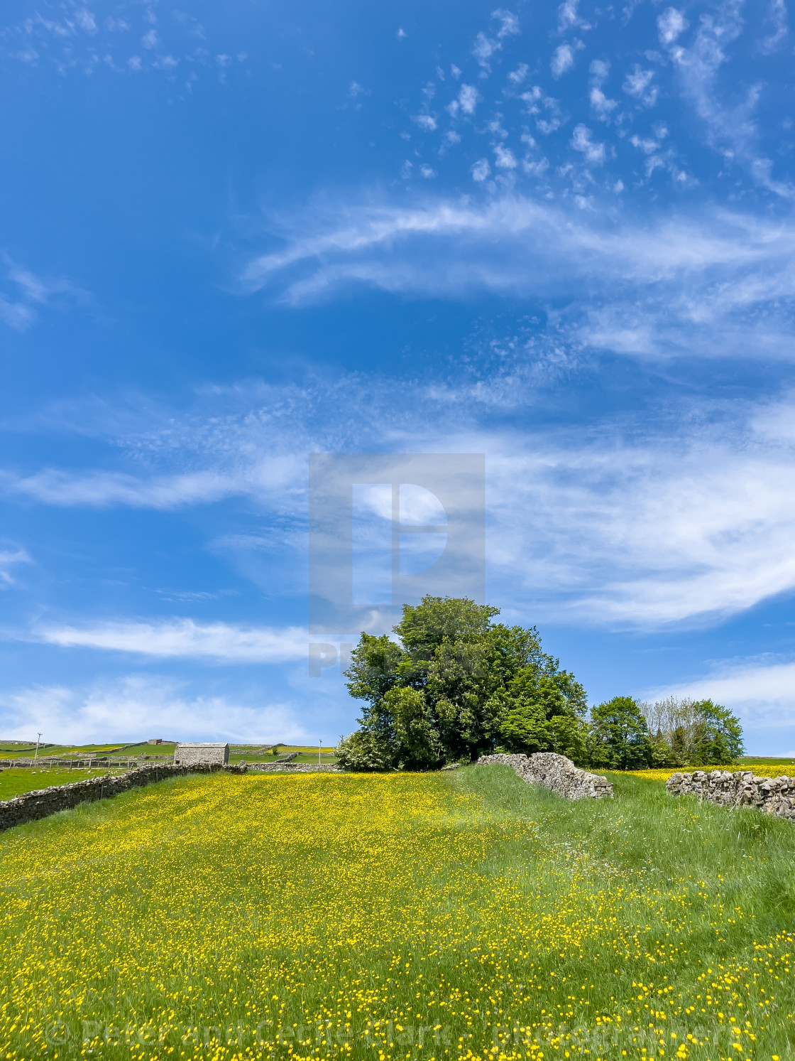 "Swaledale Wild Flower Meadow and Field Barn near Reeth." stock image