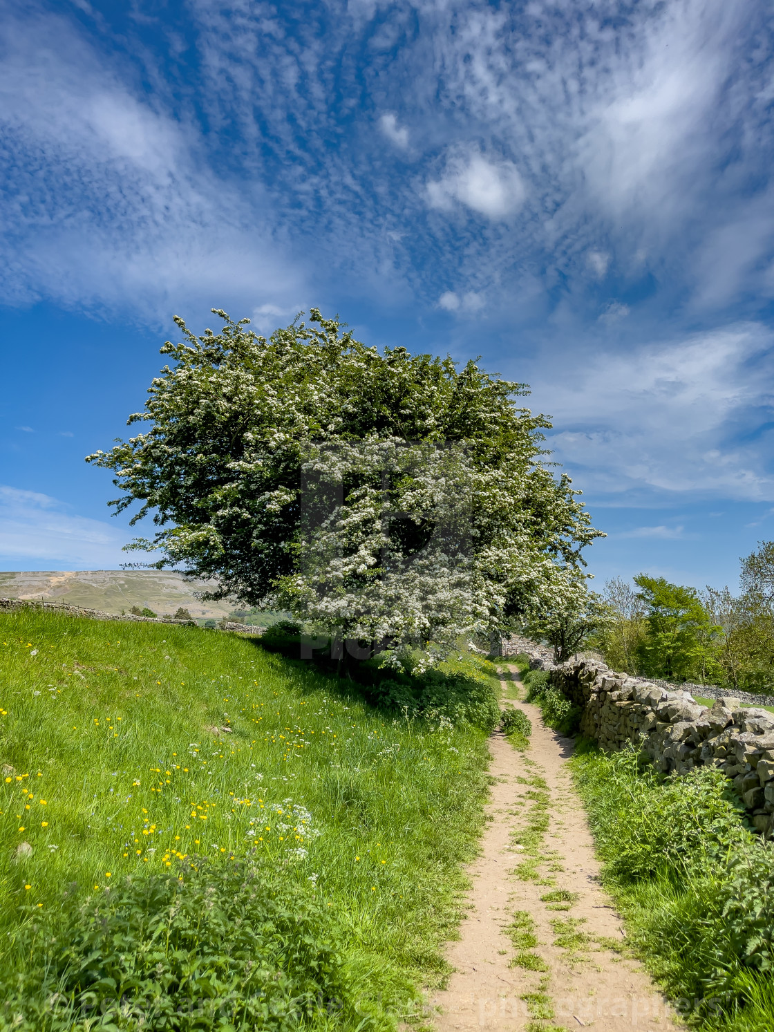 "Swaledale Wild Flower Meadow and Footpath near Reeth." stock image