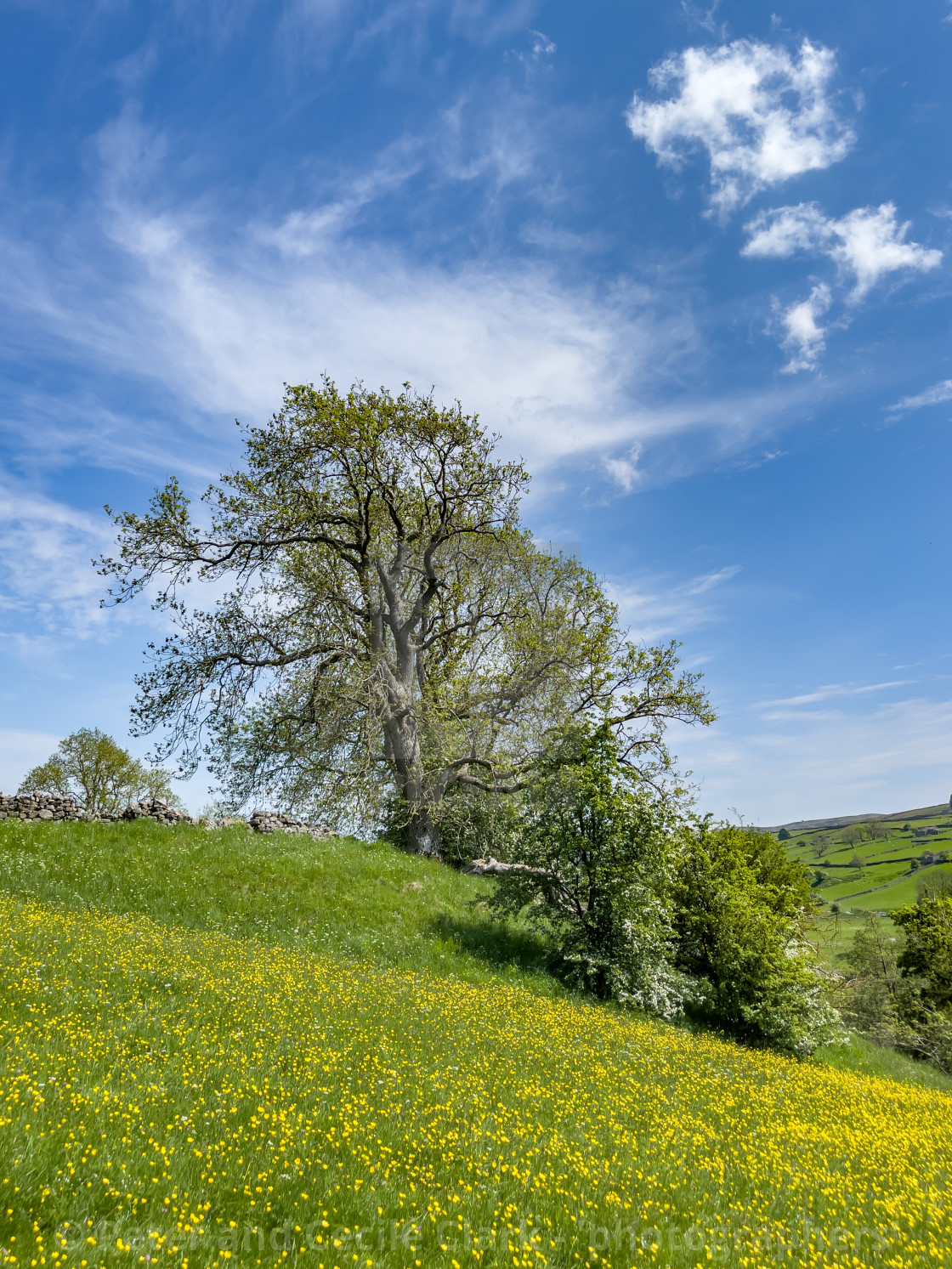 "Swaledale Wild Flower Meadow near Reeth." stock image