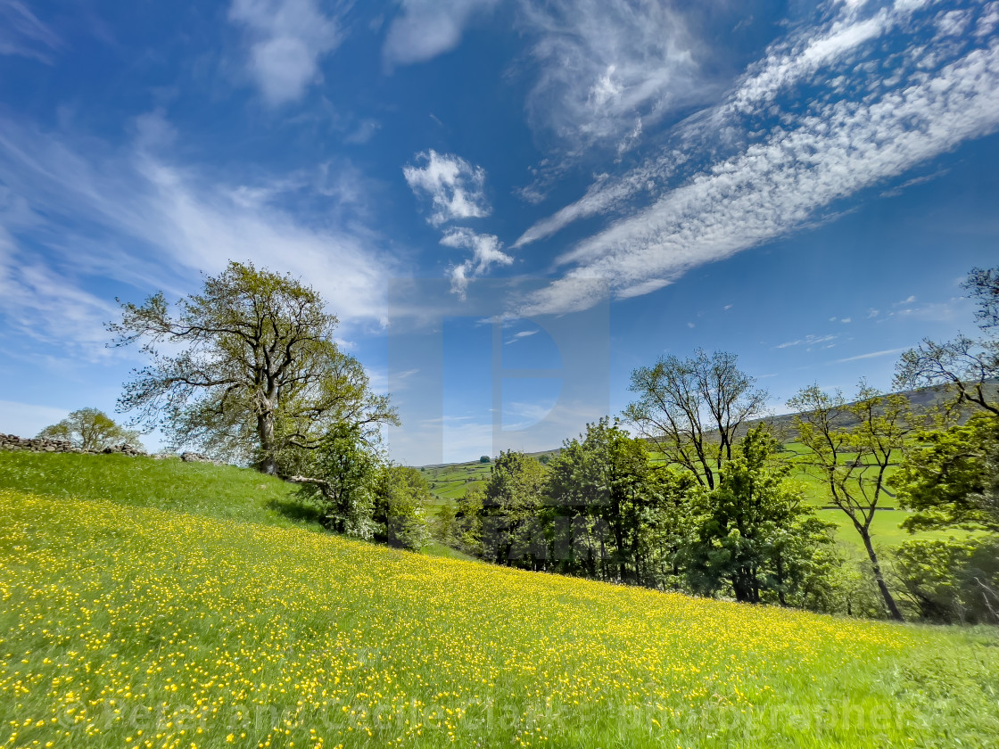 "Swaledale Wild Flower Meadow near Reeth." stock image