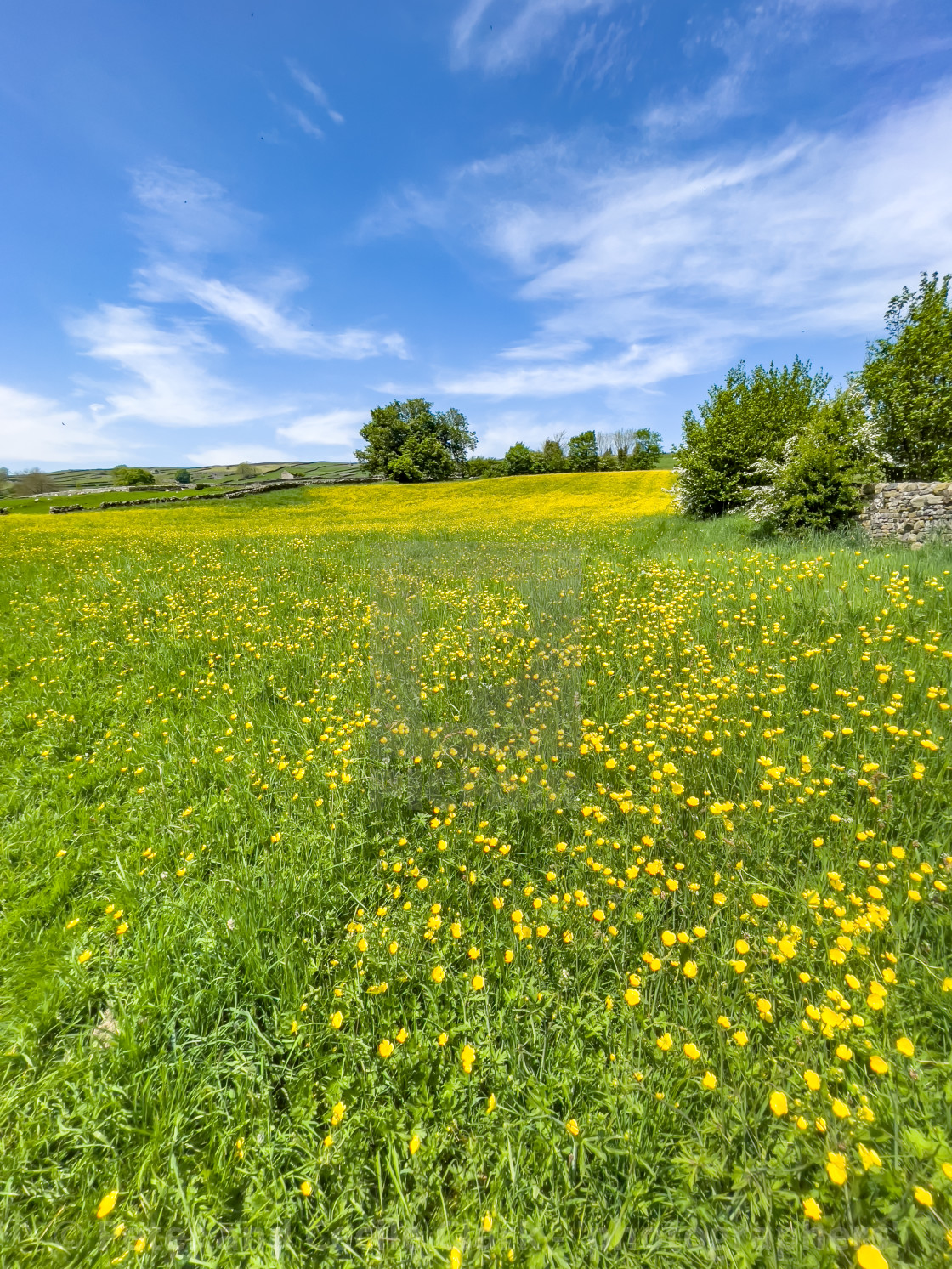 "Swaledale Wild Flower Meadow near Reeth." stock image