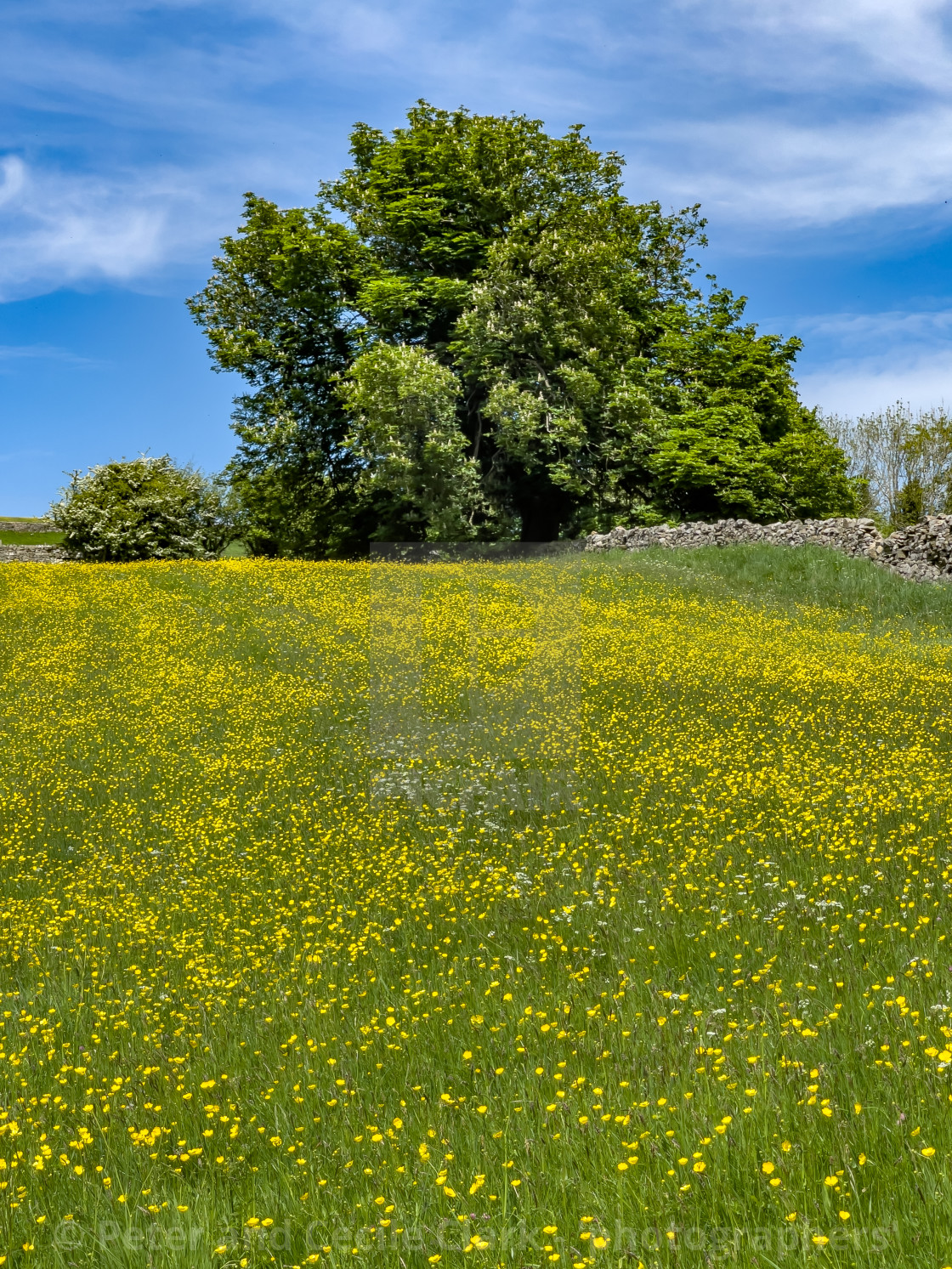 "Swaledale Wild Flower Meadow near Reeth." stock image