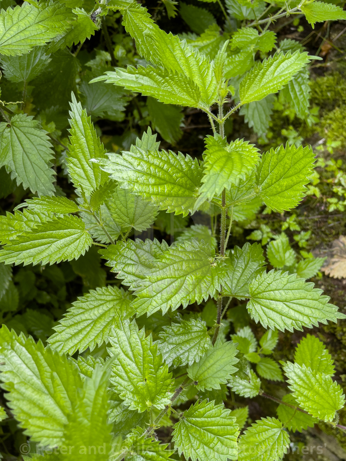 "Nettle" stock image