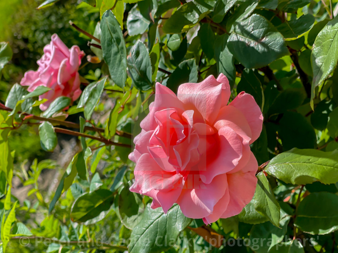 "Pink Rose in Bloom" stock image