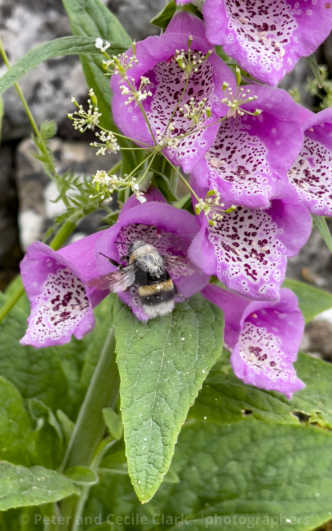 "Bumblebee in Foxglove Flower, Grassington, Yorkshire Dales." stock image