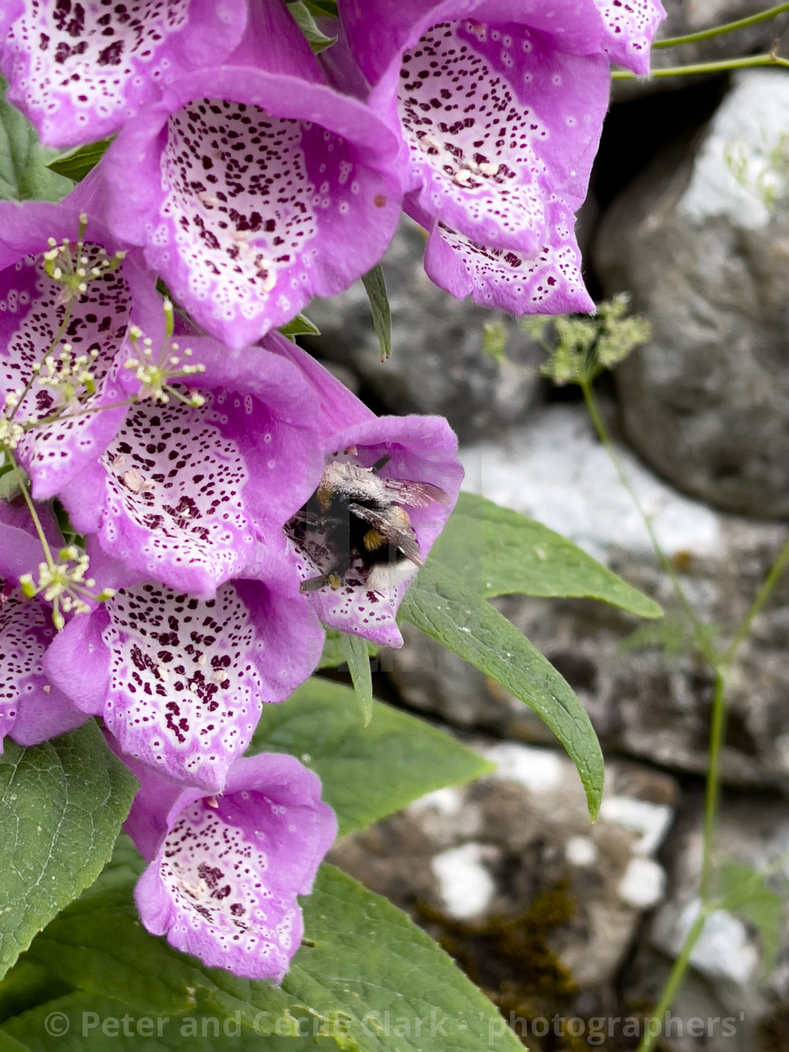 "Bumblebee in Foxglove Flower, Grassington, Yorkshire Dales." stock image